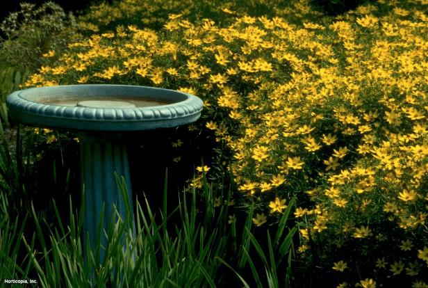 Threadleaf Coreopsis